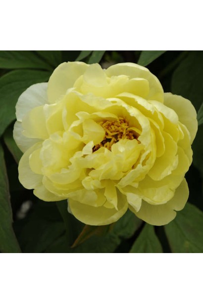 Квітка півонії Єллоу: сонячний вибух кольору у вашому саду.